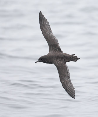 Sooty Shearwater (Puffinus griseus) photo