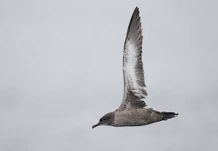 Sooty Shearwater (Puffinus griseus) photo