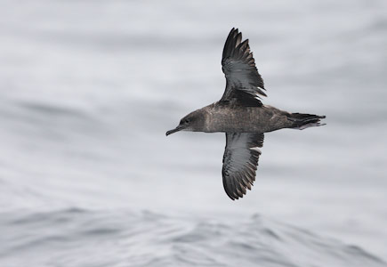 Sooty Shearwater (Puffinus griseus) photo