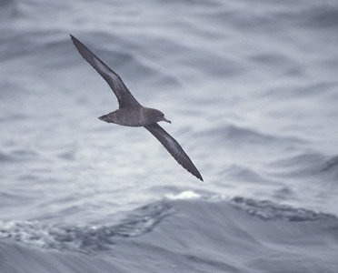 Sooty Shearwater (Puffinus griseus) photo