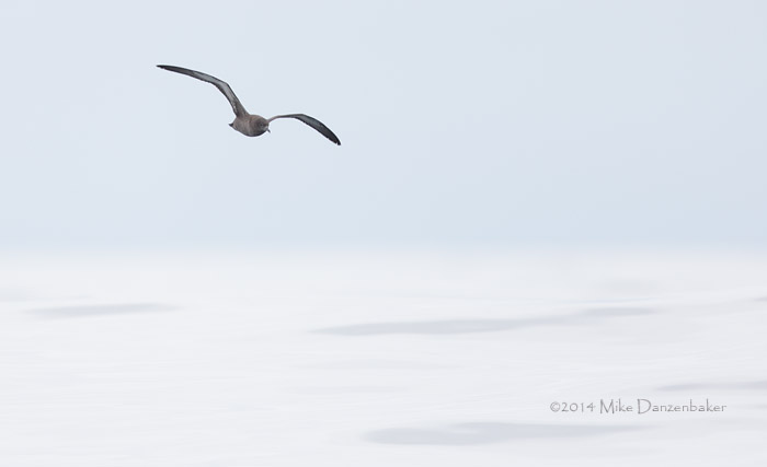 Sooty Shearwater (Puffinus griseus) photo