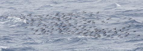 Streaked Shearwater (Calonectris leucomelas) photo