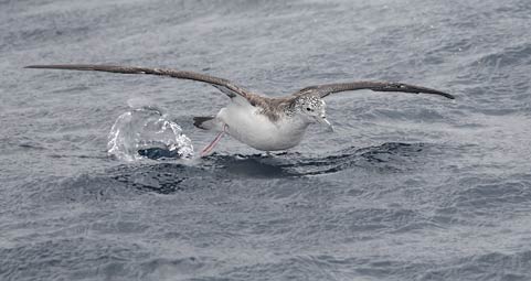 Streaked Shearwater (Calonectris leucomelas) photo
