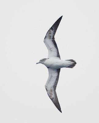 Streaked Shearwater (Calonectris leucomelas) photo