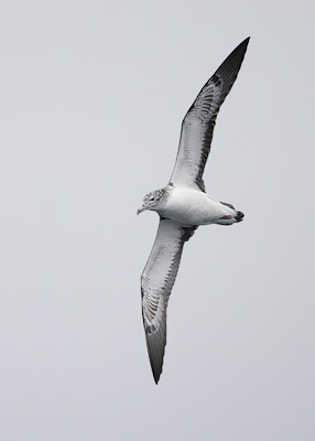 Streaked Shearwater (Calonectris leucomelas) photo