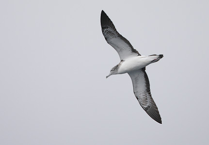 Streaked Shearwater (Calonectris leucomelas) photo