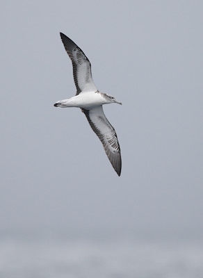 Streaked Shearwater (Calonectris leucomelas) photo