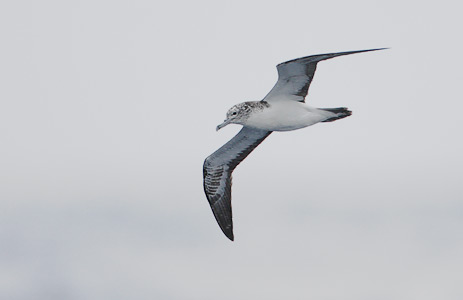 Streaked Shearwater (Calonectris leucomelas) photo