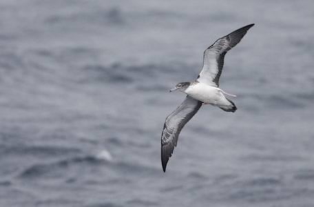 Streaked Shearwater (Calonectris leucomelas) photo