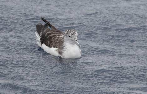 Streaked Shearwater (Calonectris leucomelas) photo
