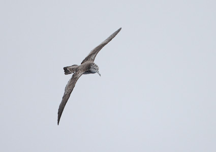 Streaked Shearwater (Calonectris leucomelas) photo