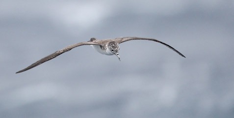 Streaked Shearwater (Calonectris leucomelas) photo
