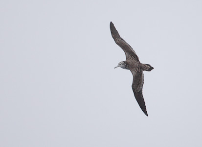 Streaked Shearwater (Calonectris leucomelas) photo