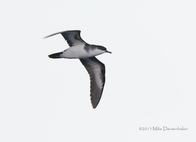Tropical Shearwater (Puffinus bailloni) photo