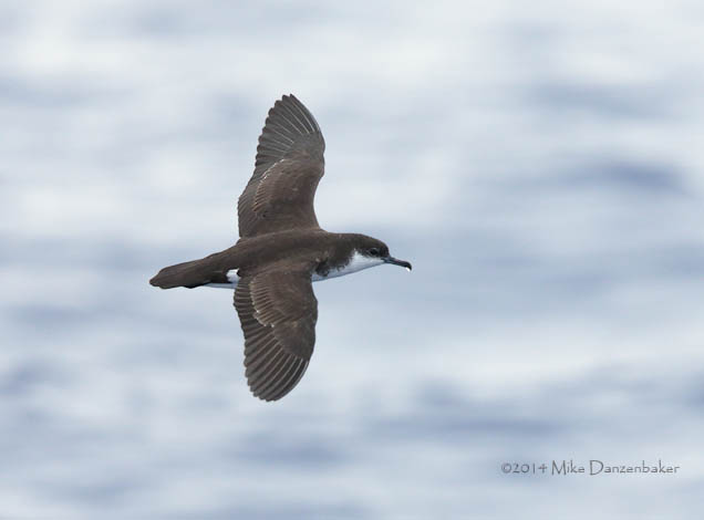 Tropical Shearwater (Puffinus bailloni) photo