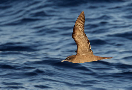 Wedge-tailed Shearwater (Puffinus pacificus) photo