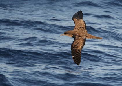 Wedge-tailed Shearwater (Puffinus pacificus) photo