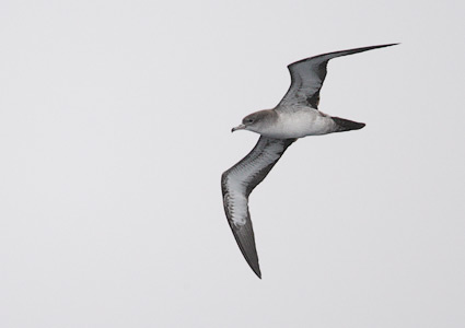 Wedge-tailed Shearwater (Puffinus pacificus) photo