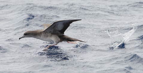 Wedge-tailed Shearwater (Puffinus pacificus) photo