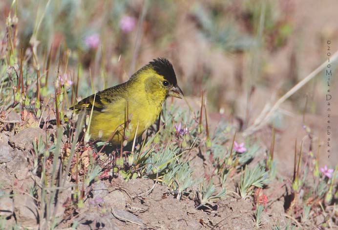 Black-chinned Siskin (Carduelis barbata) photo