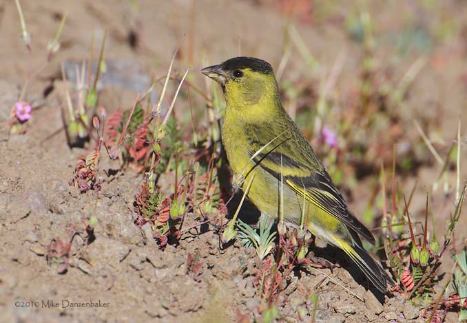 Black-chinned Siskin (Carduelis barbata) photo