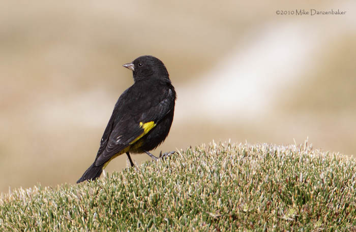 Black Siskin (Carduelis atrata) photo