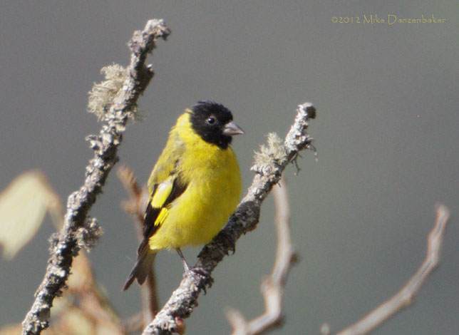 Saffron Siskin (Carduelis siemiradzkii) photo