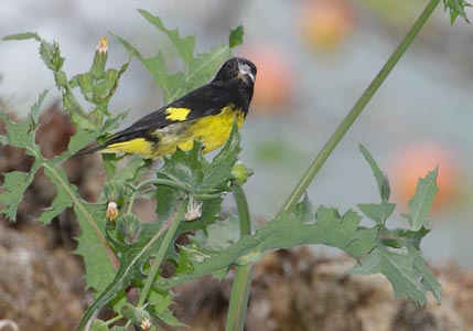 Yellow-bellied Siskin (Carduelis xanthogastra) photo