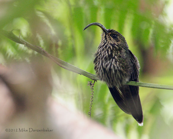 White-tipped Sicklebill (Eutoxeres aquila) photo