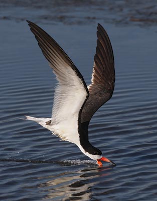 Black Skimmer (Rynchops niger) photo