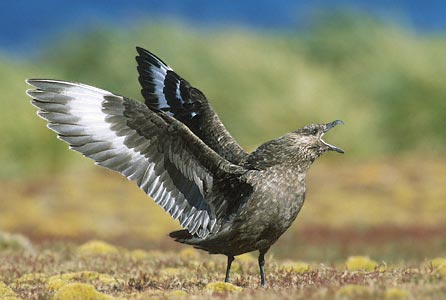 Brown Skua (Stercorarius antarcticus) photo