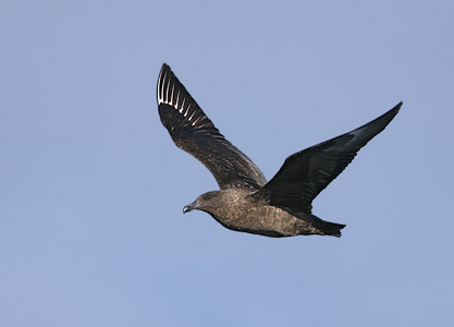 Brown Skua (Catharacta lonnbergi) photo
