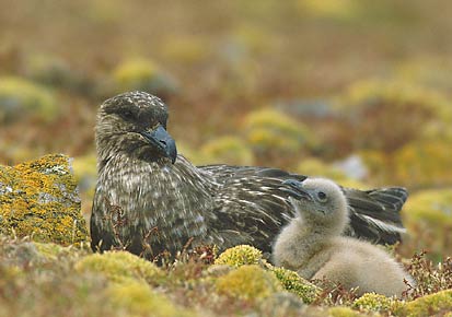 Brown Skua (Stercorarius antarcticus) photo