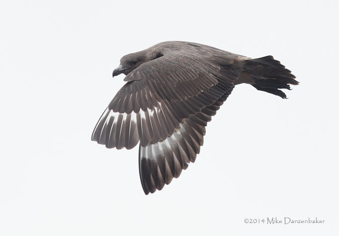 Chilean Skua (Stercorarius chilensis) photo
