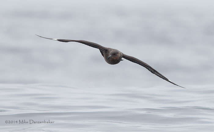 Chilean Skua (Stercorarius chilensis) photo