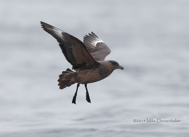 Chilean Skua (Stercorarius chilensis) photo