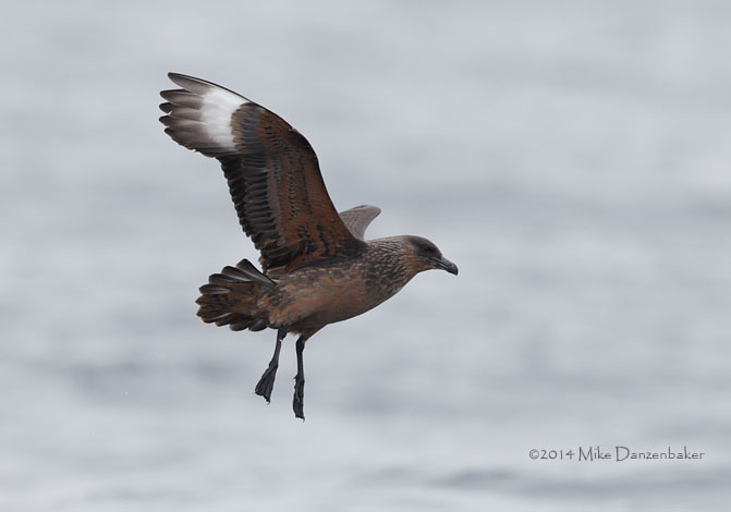 Chilean Skua (Stercorarius chilensis) photo