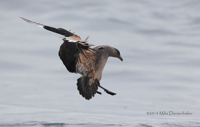 Chilean Skua (Stercorarius chilensis) photo