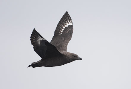 South Polar Skua (Catharacta maccormicki) photo