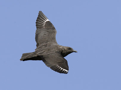 South Polar Skua (Catharacta maccormicki) photo
