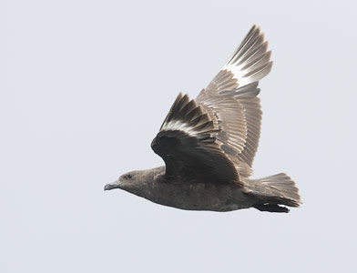 South Polar Skua (Catharacta maccormicki) photo