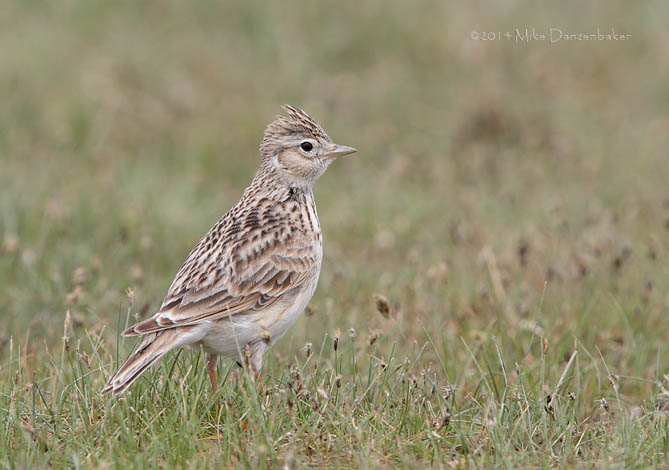 Eurasian Skylark (Alauda arvensis) photo