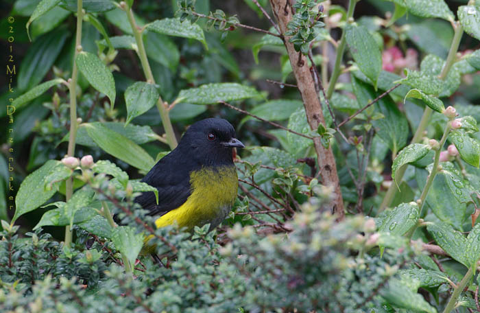 Black-and-yellow Phainoptila (Phainoptila melanoxantha) photo