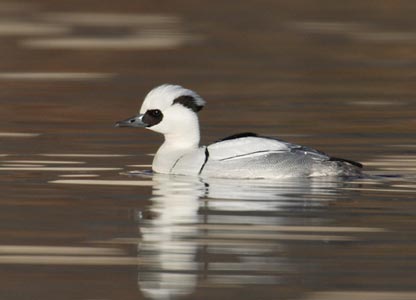 Smew (Mergellus albellus) photo
