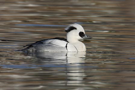 Smew (Mergellus albellus) photo