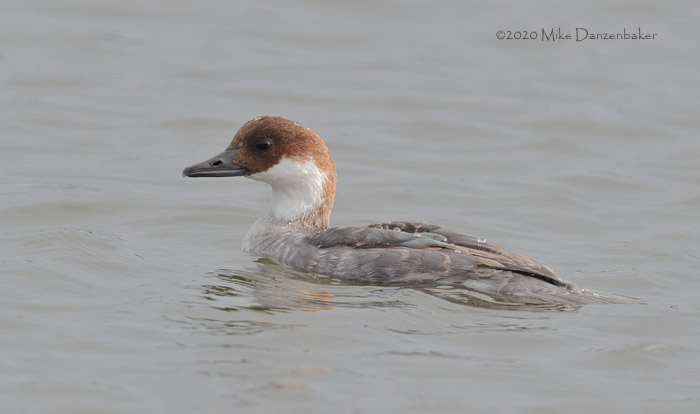 Smew (Mergellus albellus) photo