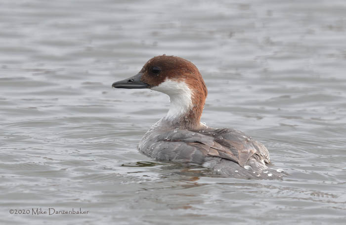 Smew (Mergellus albellus) photo