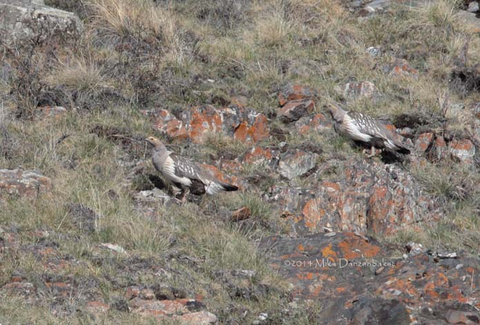 Altai Snowcock (Tetraogallus altaicus) photo