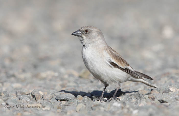 White-winged Snowfinch (Montifringilla nivalis) photo