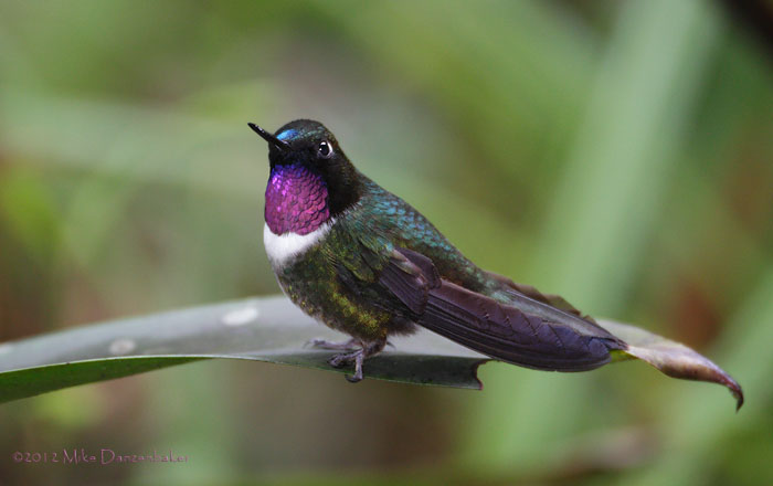 Amethyst-throated Sunangel (Heliangelus amethysticollis) photo
